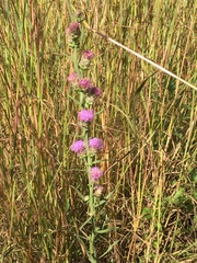Liatris ligulistylis