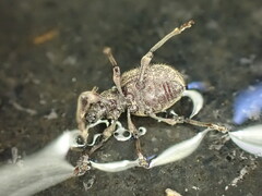 Otiorhynchus crataegi
