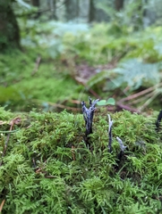 Xylaria hypoxylon