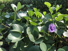 Ipomoea pes-caprae pes-caprae