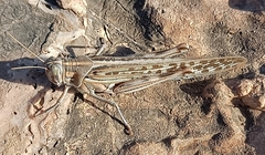Schistocerca gregaria