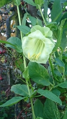 Cobaea scandens