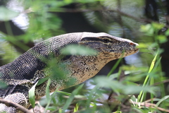 Varanus salvator bivittatus
