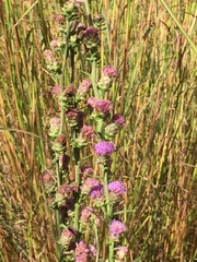 Liatris ligulistylis