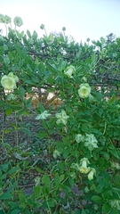 Cobaea scandens