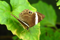 Abisara fylla
