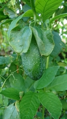 Cobaea scandens