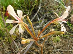 Pelargonium carneum