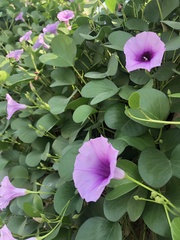 Ipomoea pes-caprae pes-caprae