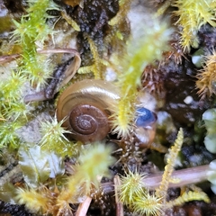 Oxychilus draparnaudi