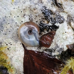 Oxychilus draparnaudi