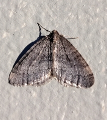 Operophtera