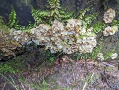 Merulius tremellosus