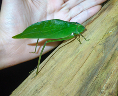 Stilpnochlora