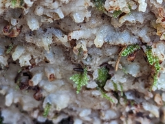 Merulius tremellosus