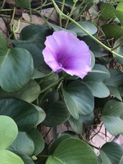 Ipomoea pes-caprae pes-caprae