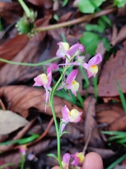 Linaria maroccana