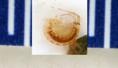 Maeridae