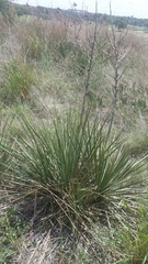 Yucca campestris
