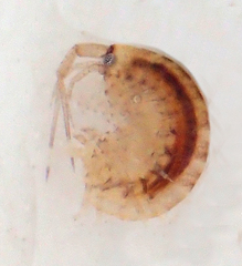 Maeridae