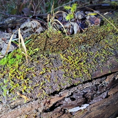 Hypnum cupressiforme lacunosum