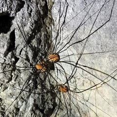 Leiobunum limbatum