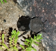 Anomalipus decosteri