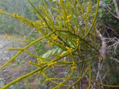 Dendrophthora domingensis