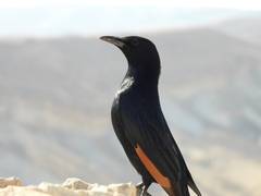 Onychognathus tristramii