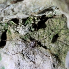 Leiobunum limbatum