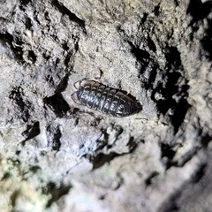 Armadillidium versicolor