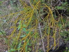 Dendrophthora domingensis