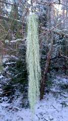 Usnea dasopoga