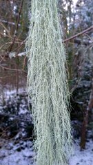 Usnea dasopoga