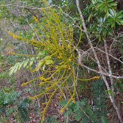 Dendrophthora domingensis