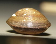 Sphaeriinae