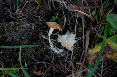 Stropharia coronilla