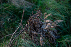 Sambucus ebulus