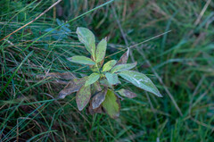 Sambucus ebulus