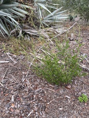 Polygonella polygama polygama