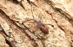 Leptoglossus oppositus