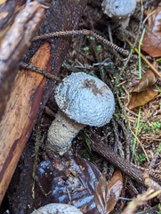 Lycoperdon perlatum