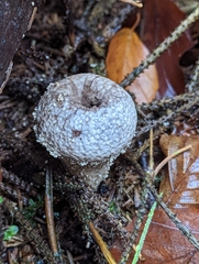 Lycoperdon perlatum