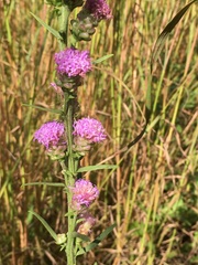 Liatris ligulistylis