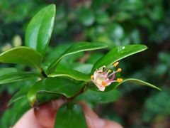 Mouriri helleri