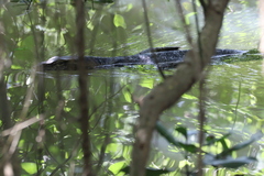 Varanus salvator bivittatus