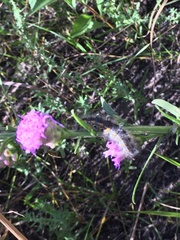 Liatris ligulistylis