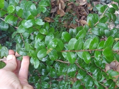 Mouriri helleri
