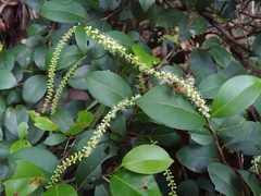 Coccoloba pyrifolia