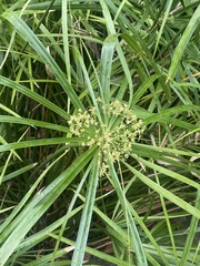 Cyperus diandrus